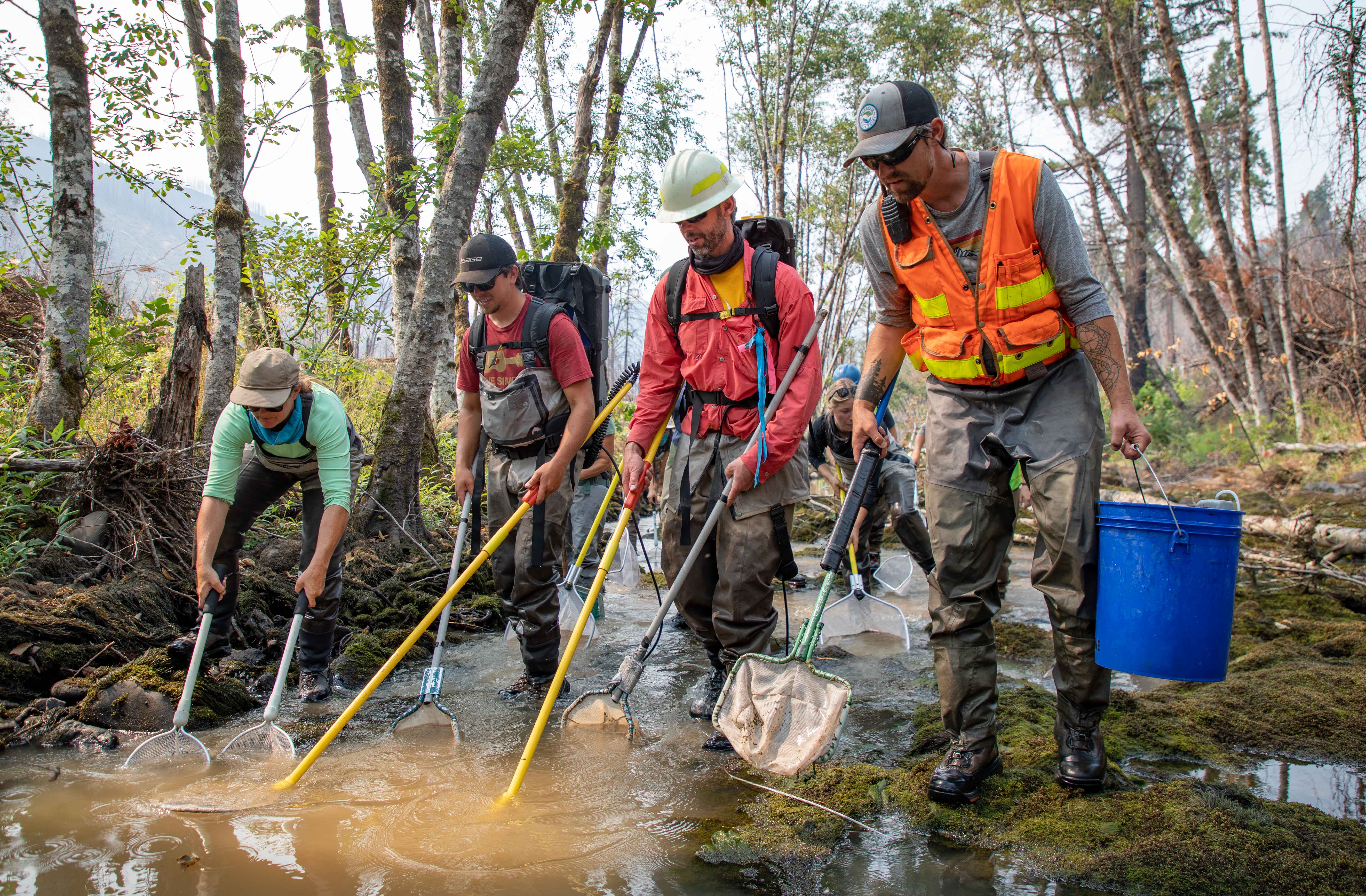 USFS, MRT staff collect fish to protect them from construction impacts